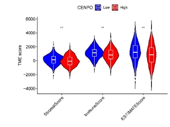 Open access visualization of Violin Plot, Box Plot, Correlation Analysis, CENPO, TME Scores