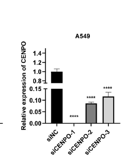 Open access visualization of Bar Plot, Error Bars, Knockdown Efficiency, CENPO mRNA, A549 Cells