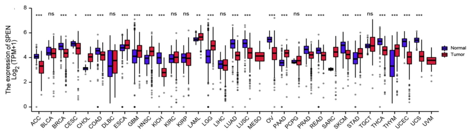 Open access visualization of Box Plot, Scatter Plot, SPEN expression, Tumor tissues, Normal tissues