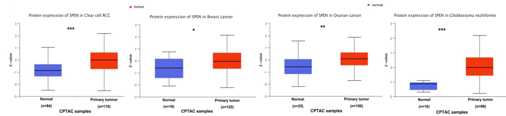 Open access visualization of Box Plot, SPEN protein, Normal tissue, Primary tissue, Clear cell RCC