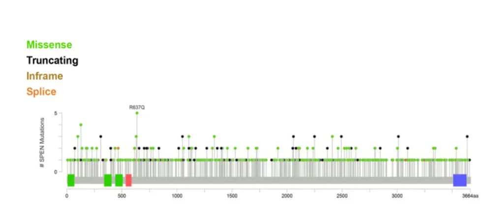 Open access visualization of Scatter Plot, Bar Plot, SPEN alteration, Subtypes, Distributions