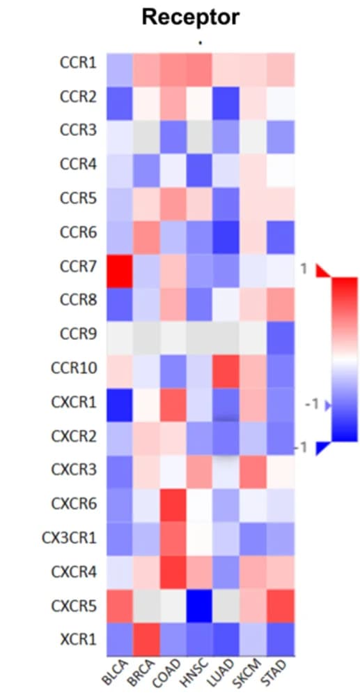Open access visualization of Heatmap, Gene Expression, SPEN mutant patients, SPEN nonmutant patients, Receptor