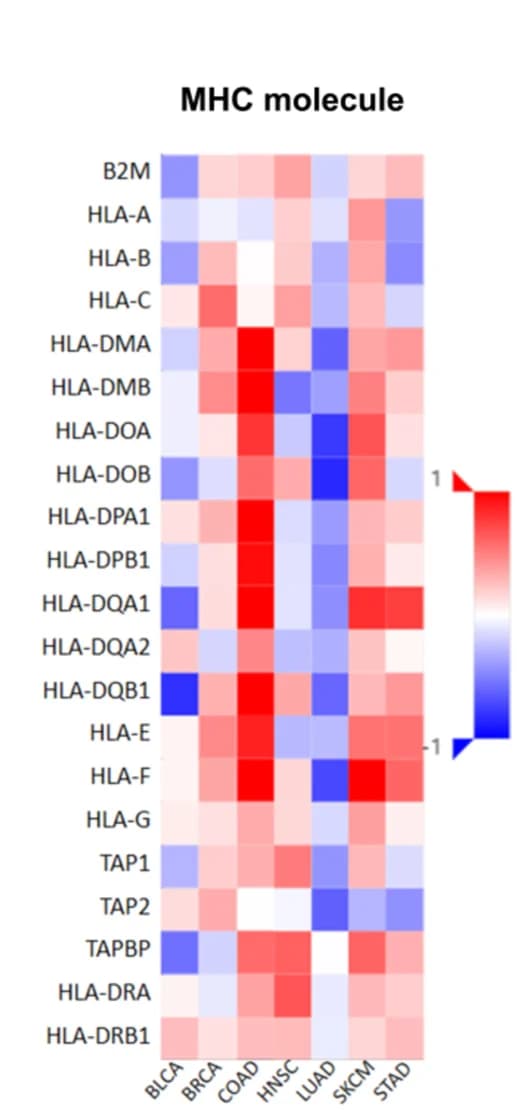 Open access visualization of Heatmap, Gene Expression, SPEN mutant patients, SPEN nonmutant patients, Major Histocompatibility Complex Molecules