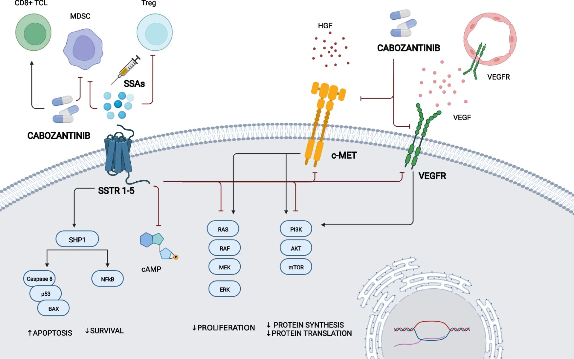 Open access visualization of Workflow, Flowchart, Illustration, Cabozantinib, Somatostatin Analogs
