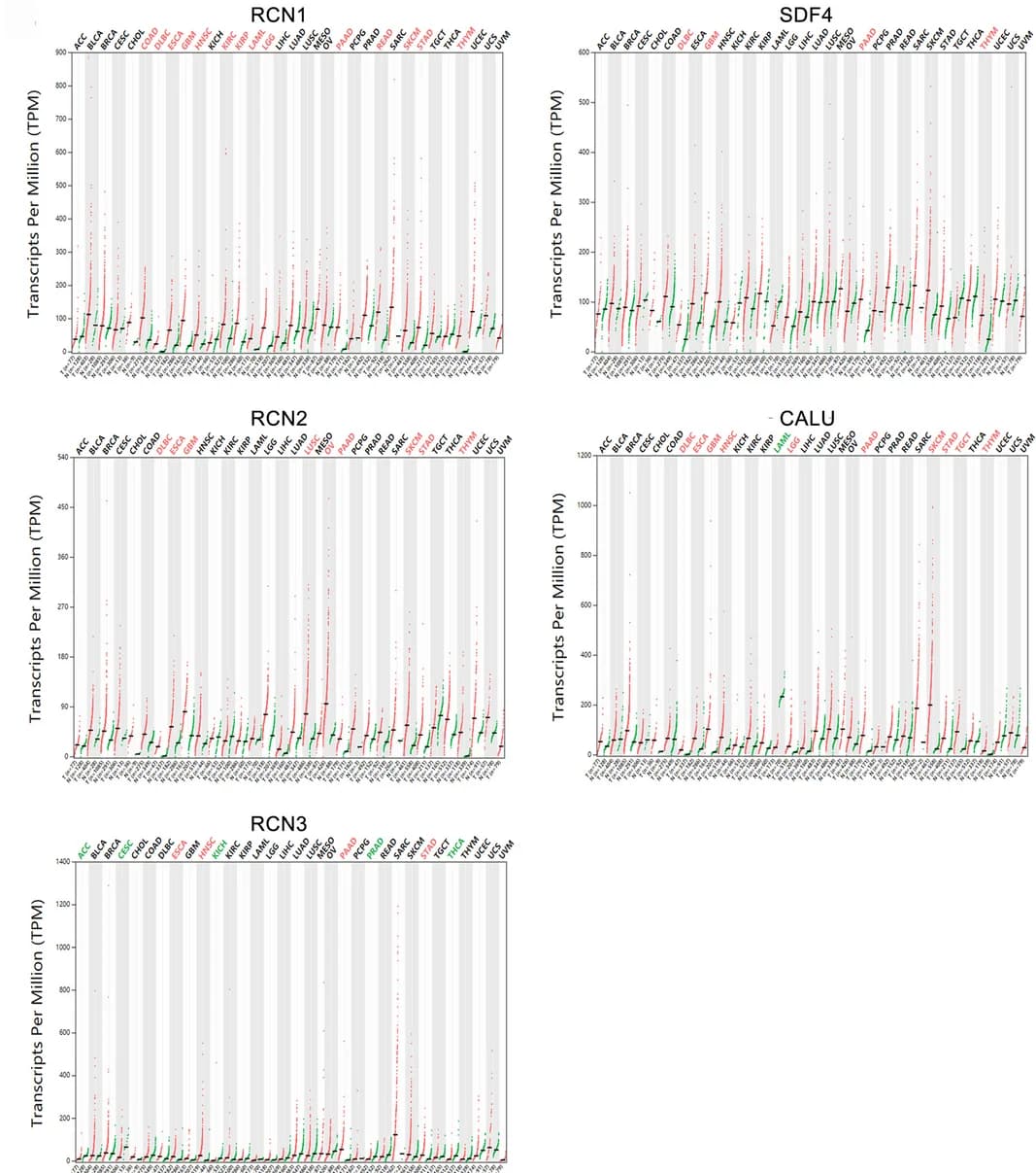 Open access visualization of Violin Plot, GEPIA Database