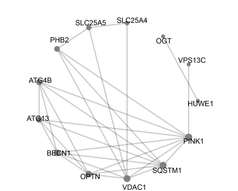 Open access visualization of Network, Pathway, PPI network, Mitophagy-related genes