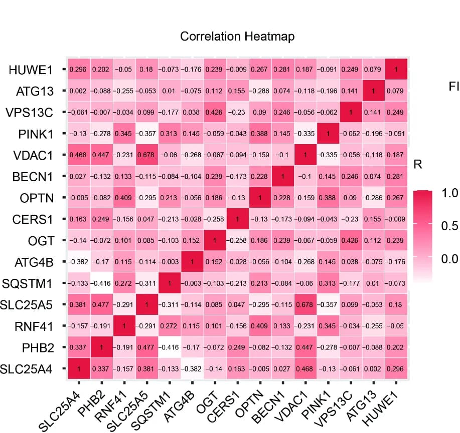 Open access visualization of Heatmap, Mitophagy-related genes, GSE6477