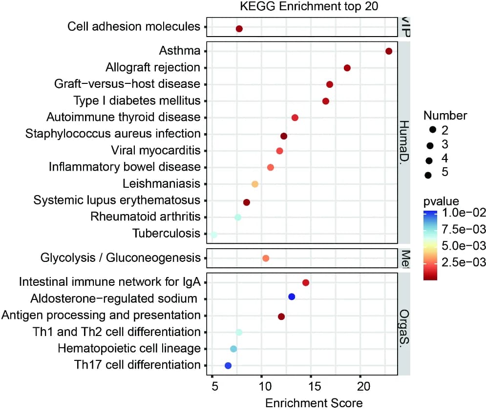 Open access visualization of Scatter Plot, Volcano Plot, KEGG Pathway, Downregulated DEGs