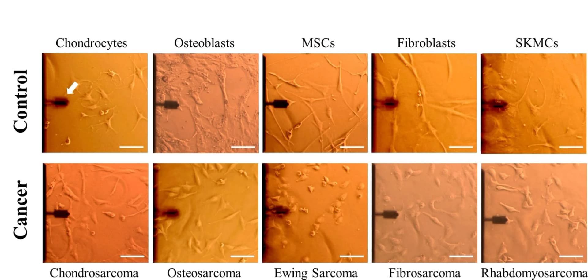 Open access visualization of Microscopy, Photo, AFM, Cancer Cell Lines, Non-Malignant Counterparts