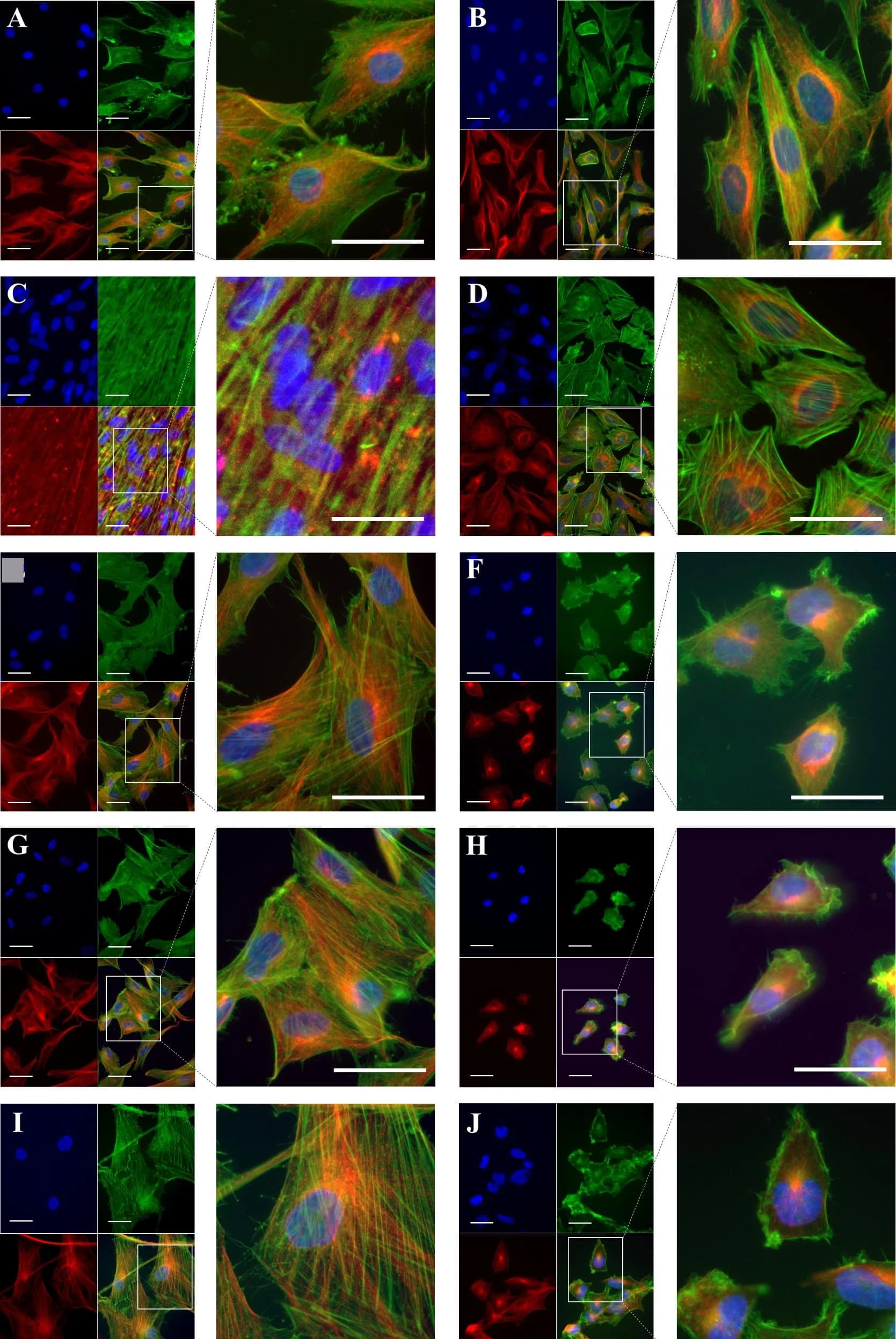 Open access visualization of Microscopy, Mesenchymal Stem Cells