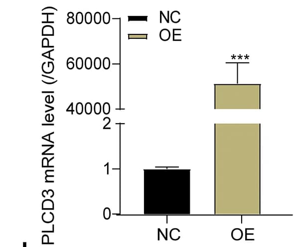 Open access visualization of Bar Plot, Error Bars, Tumor Cell Proliferation, Tumor Cell Migration, Tumor Cell Invasion