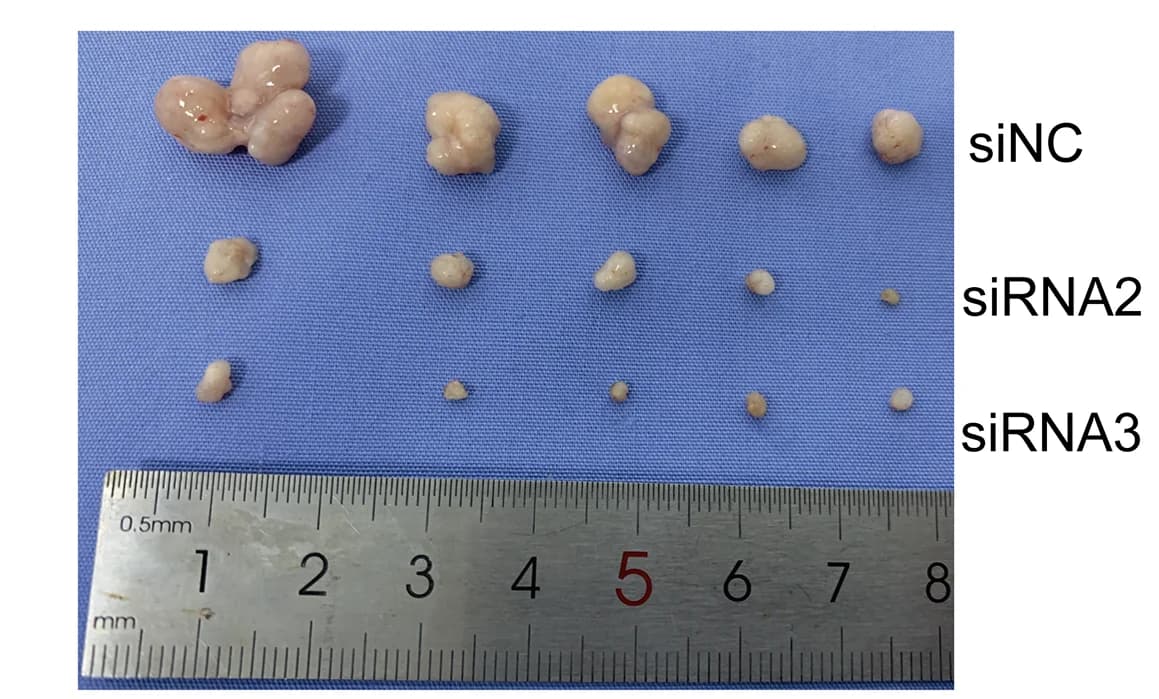 Open access visualization of Photo, Xenograft Tumors, Nude Mouse Models
