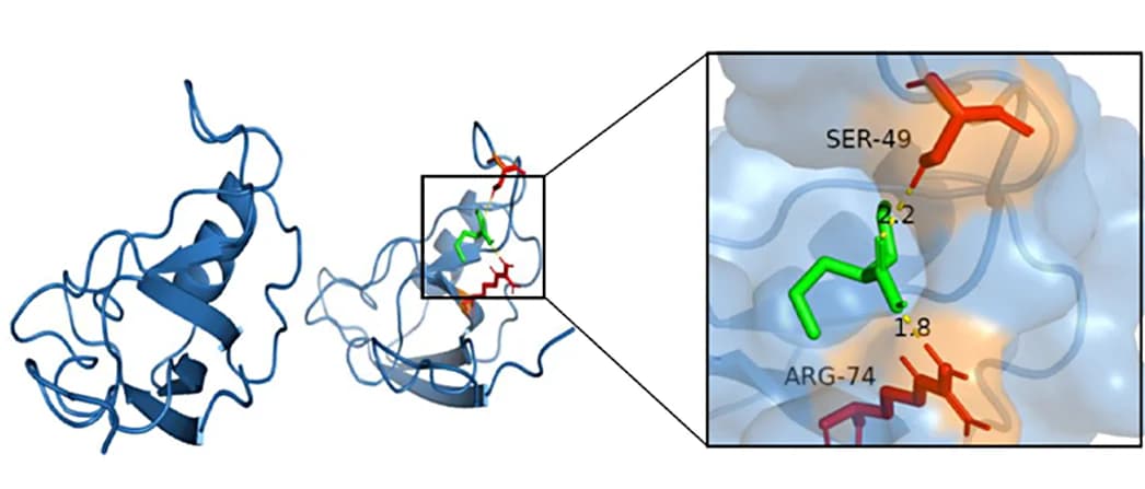 Open access visualization of Protein Structure, Chemical Structure, Molecular Docking, CLDN11, Valproic Acid