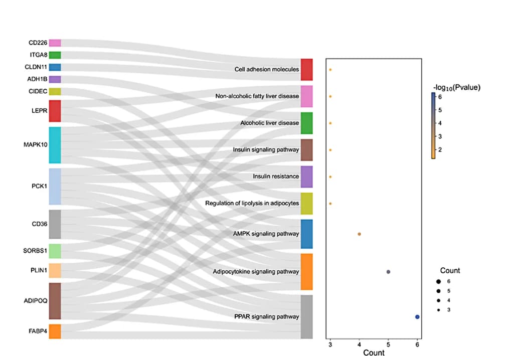 Open access visualization of Sankey, Scatter Plot, Venn Diagram, Intersecting Genes, KEGG Pathways