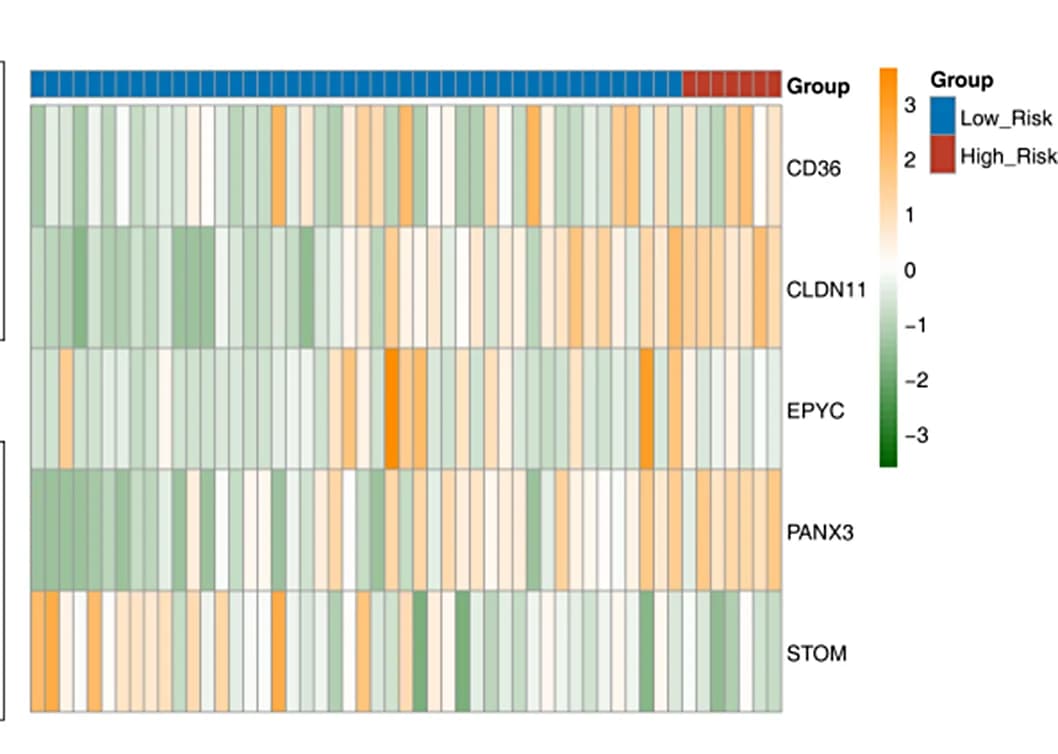 Open access visualization of Heatmap, Risk Score, Survival Status, Validation Set, Gene Expression