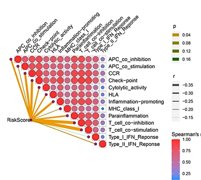 Open access visualization of Bubble Plot, Network, Heatmap, Risk Score, Immune Function