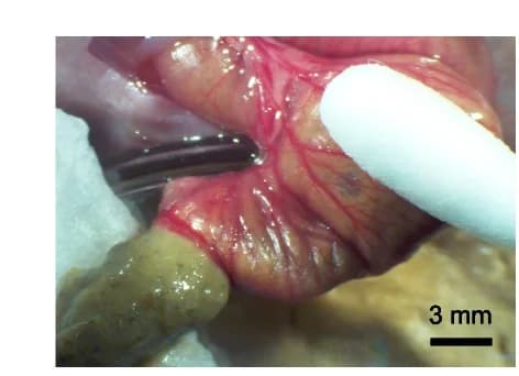 Open access visualization of Photo, Cecum Luminal Contents