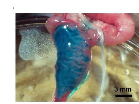 Open access visualization of Photo, Cecal Surface, Fast Green, Epithelial Layer
