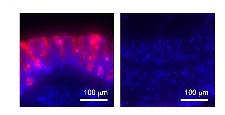 Open access visualization of Microscopy, Mucus Granules, Rhodamine-UEA-I, Differentiated Epithelial Cells, Hoechst33342