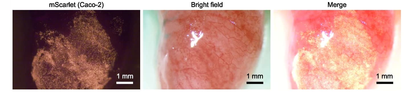 Open access visualization of Microscopy, Caco-2 Cells, mScarlet, Cecum, Epithelium