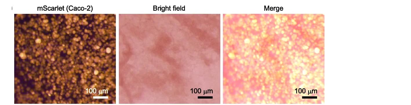 Open access visualization of Microscopy, Photo, Cecal Surface, Caco-2 Cells, mScarlet