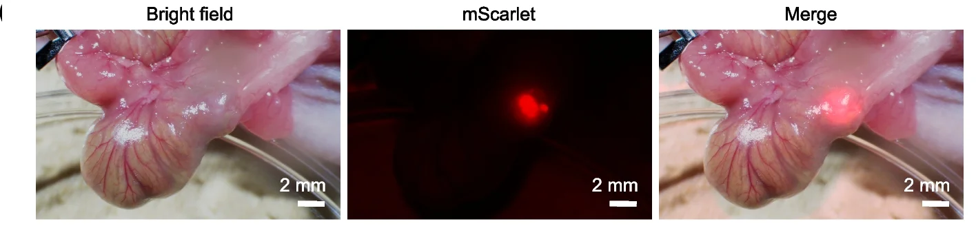 Open access visualization of Microscopy, Cecum, Tumor Foci, Caco-2-mScarlet Cells, mScarlet