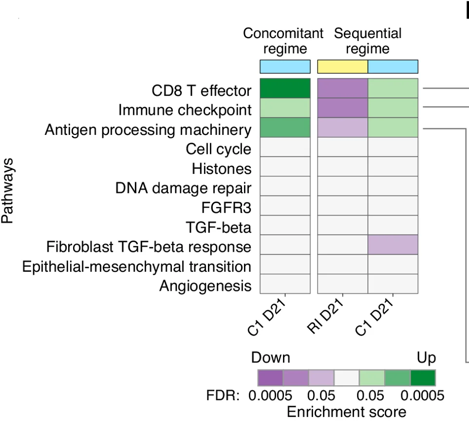 Open access visualization of Heatmap, Immune Pathways, Combination Therapy, BET Inhibitor, RNA Sequencing