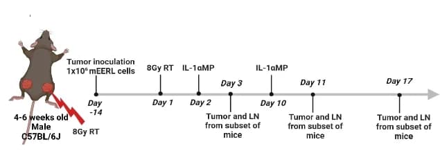 Open access visualization of Workflow, Illustration, HNSCC, Mice, Radiotherapy