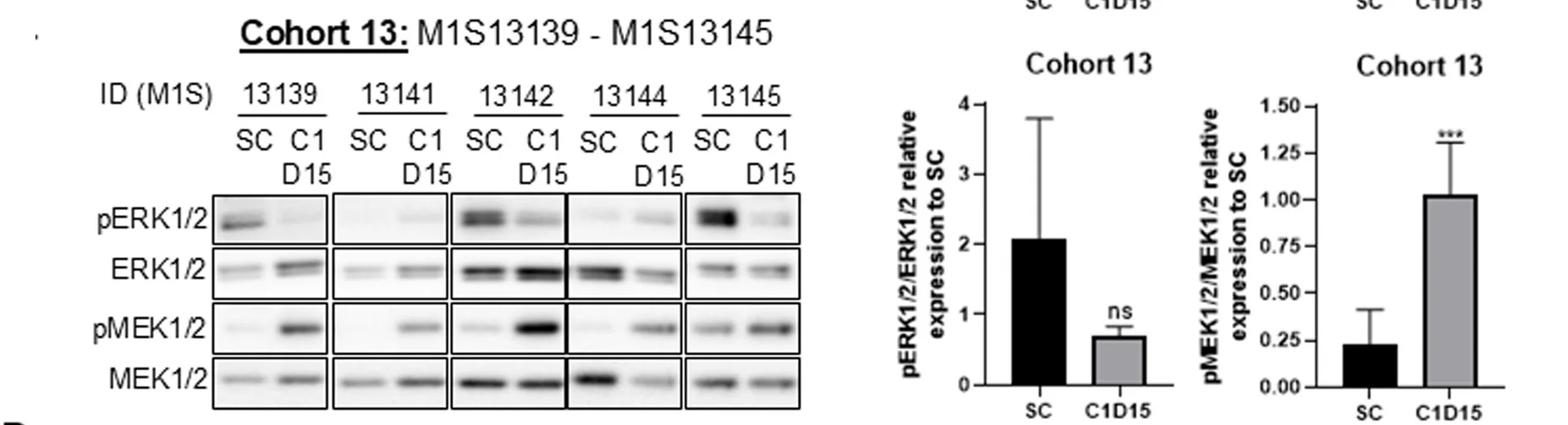 Open access visualization of Bar Plot, Error Bars, Gel, pERK1/2, ERK