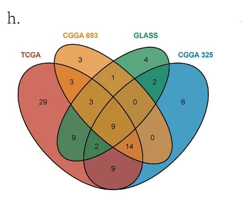 Open access visualization of Venn Diagram, KEGG Pathway Analysis, C3 Subtype