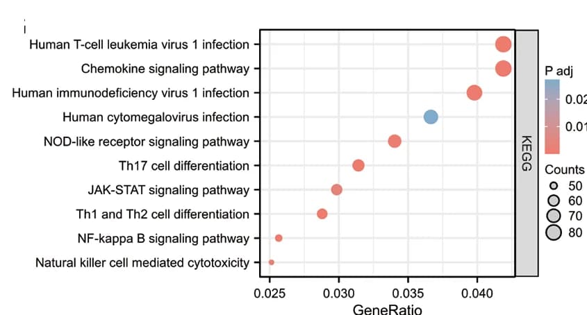 Open access visualization of Bubble Plot, Scatter Plot, KEGG Pathway Analysis, Genes