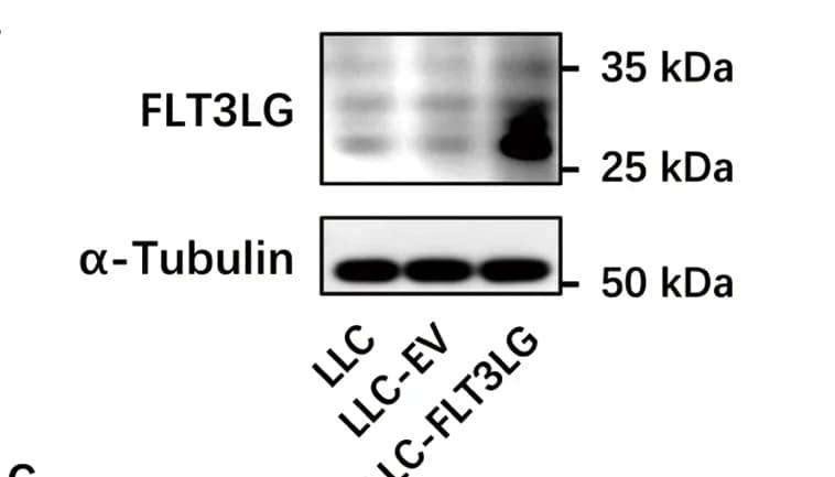 Open access visualization of Gel, LLC Cells, Transfection, Blots, Antibodies