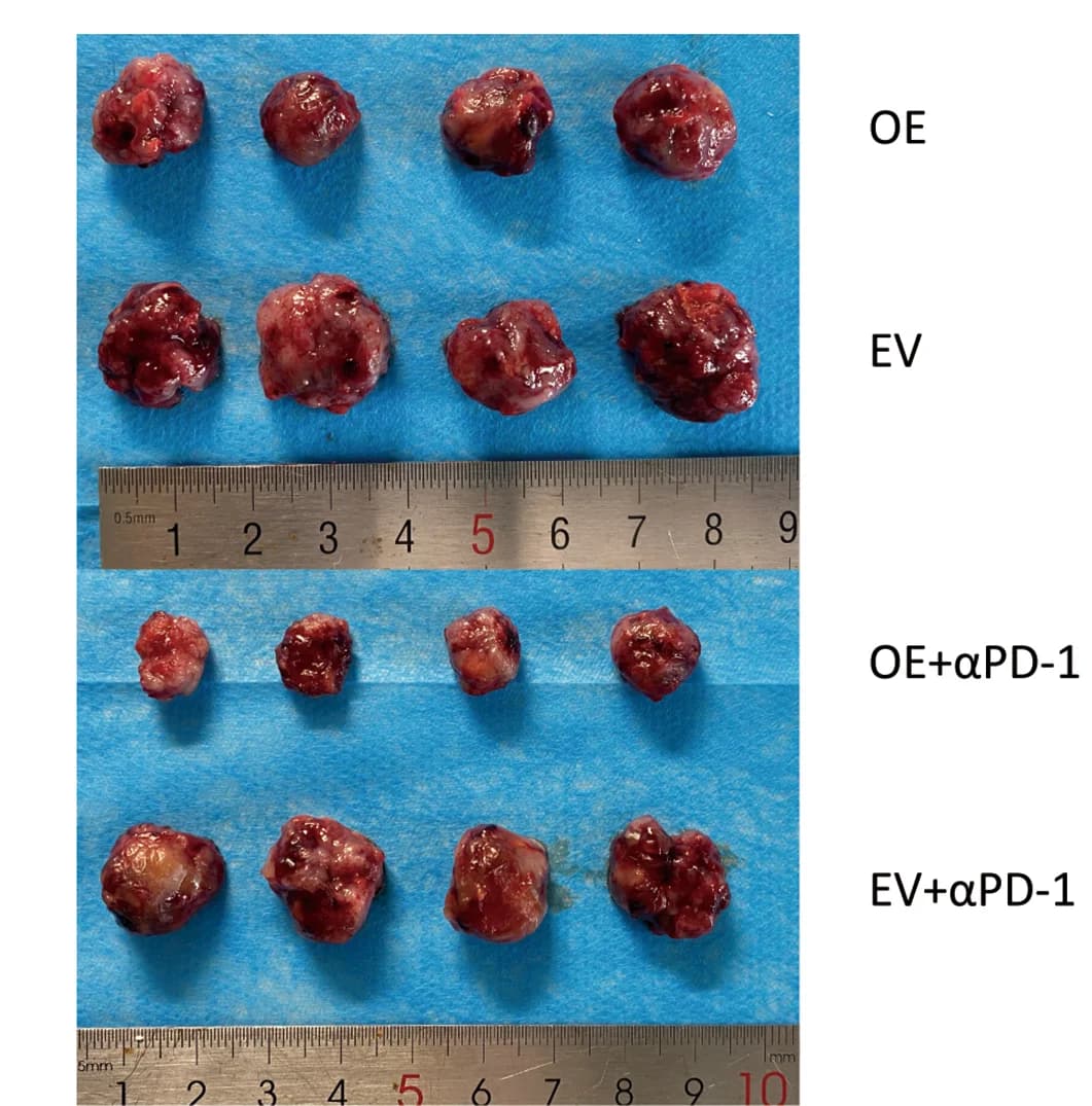Open access visualization of Photo, LLC Subcutaneous Tumors