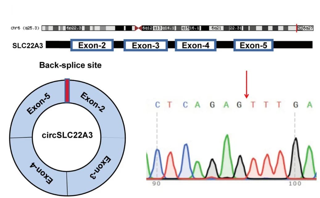 Open access visualization of Workflow, Illustration, Line Plot, Splicing Site, CircSLC22A3