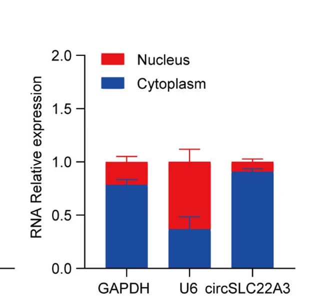 Open access visualization of Stacked Bar Plot, Error Bars, RT-qPCR, CircSLC22A3, Nucleus