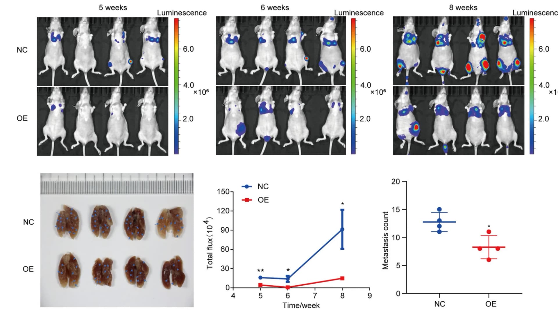 Open access visualization of Photo, Microscopy, Line Plot, Scatter Plot, Error Bars