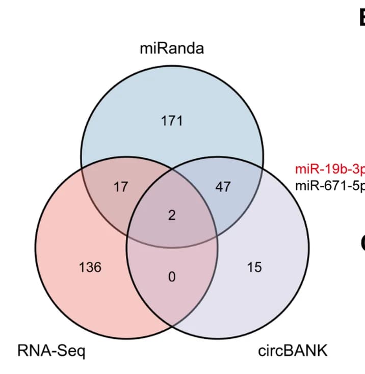 Open access visualization of Venn Diagram, miRNAs, circSLC22A3
