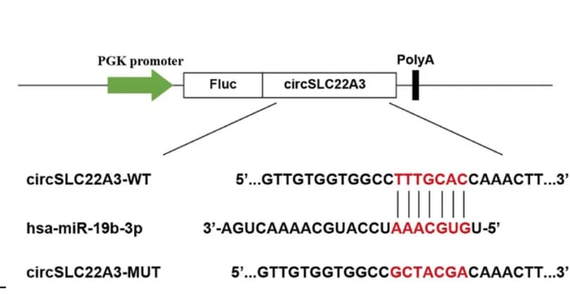 Open access visualization of Workflow, Illustration, Schema, circSLC22A3, Wild-Type