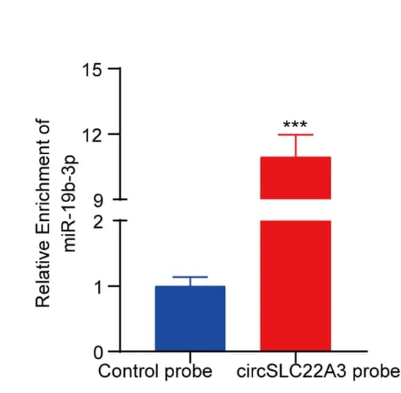 Open access visualization of Bar Plot, Error Bars, Biotin-Labeled cirSLC22A3 Probe, miR-19b-3p