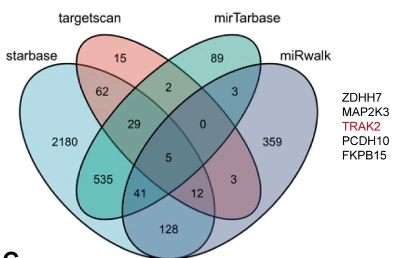 Open access visualization of Venn Diagram, Target Genes, miR-19b-3p