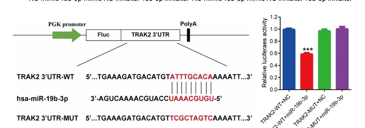 Open access visualization of Bar Plot, Dual-Luciferase Assay, miR-19b-3p, TRAK2