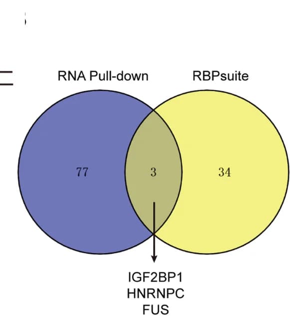 Open access visualization of Venn Diagram, Protein Screening, circSLC22A3