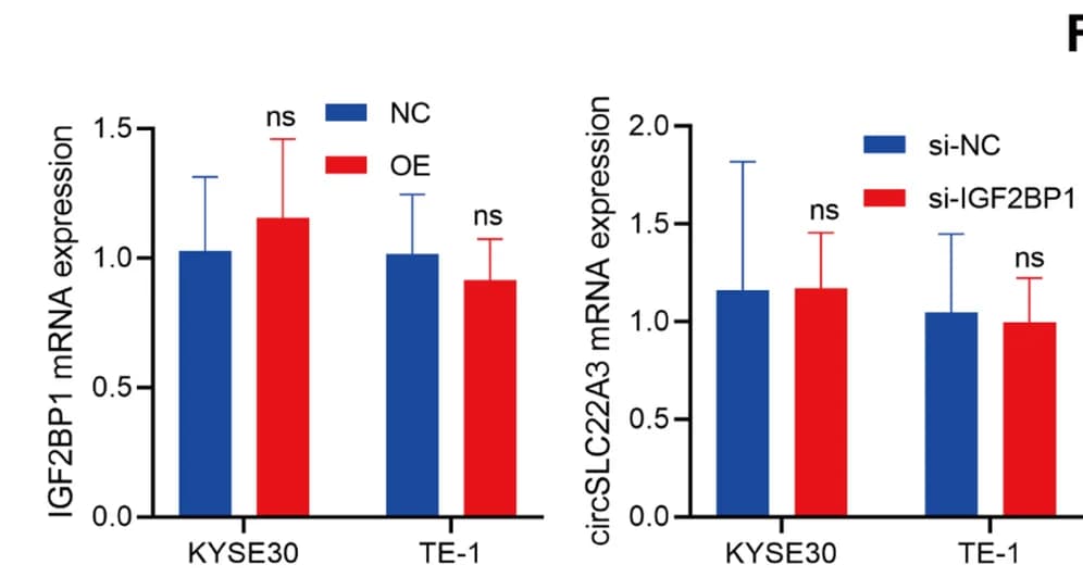 Open access visualization of Bar Plot, Error Bars, Clustered, circSLC22A3, IGF2BP1