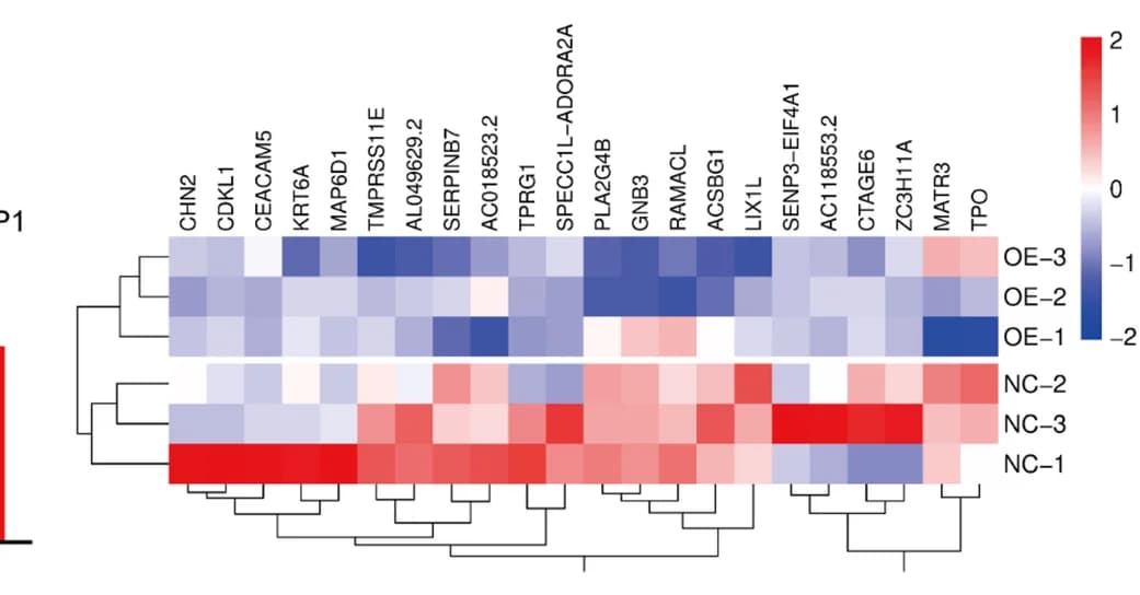 Open access visualization of Heatmap, Clustered, Gene Enrichment, circSLC22A3, Overexpression