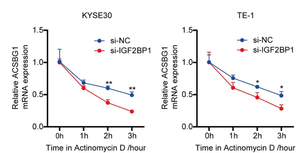 Open access visualization of Line Plot, Error Bars, ACSBG1, mRNA Stability, circSLC22A3