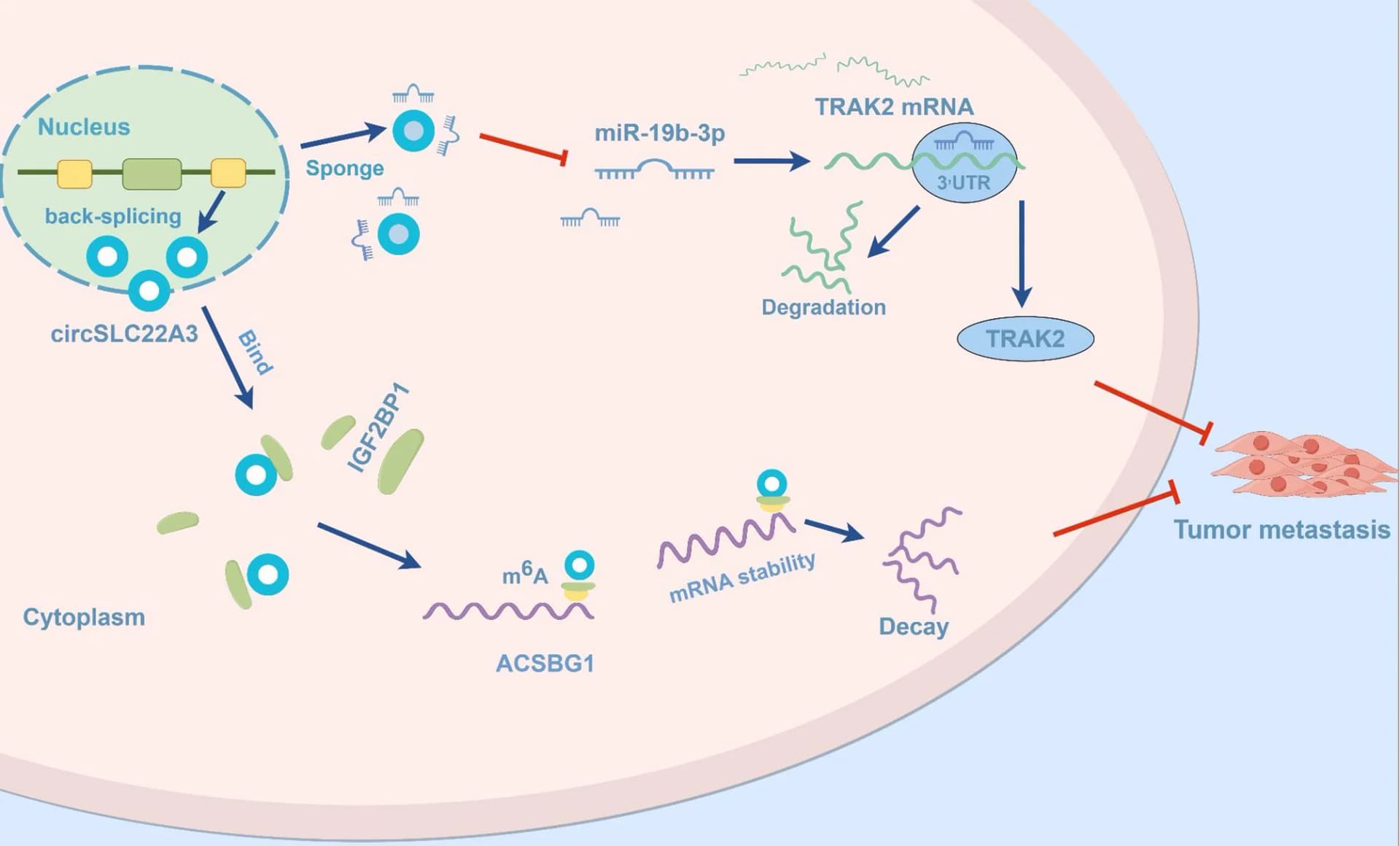 Open access visualization of Workflow, Flowchart, Illustration, CircSLC22A3, ESCC Metastasis
