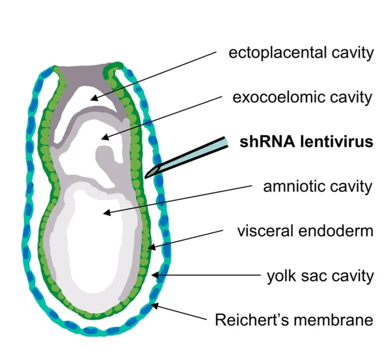 Open access visualization of Illustration, Egg Cylinder, Mouse Embryos
