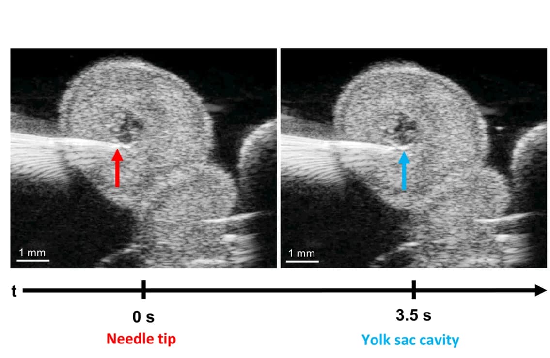 Open access visualization of Microscopy, Endoderm, Mouse Embryo, Microinjection, Lentivirus