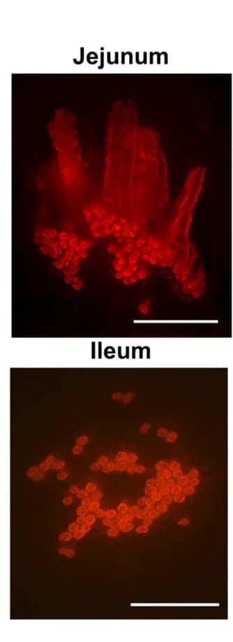 Open access visualization of Microscopy, Small Intestine, Crypt Fields, H2B-RFP, Lentivirus