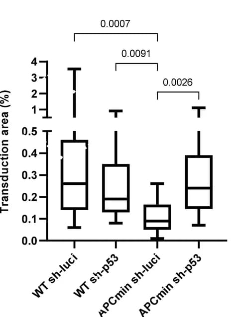 Open access visualization of Box Plot, Small Intestine, shRNA, p53, Luciferase